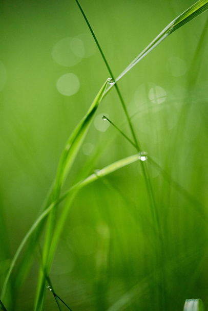 grass with dew drops - Foto, afbeelding