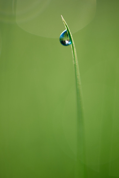 Grass with dew drop close up - Фото, зображення