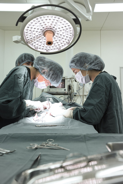 group of veterinarian surgery in operation room - Foto, Bild
