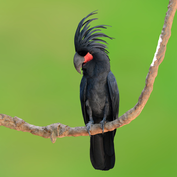 żałobnica Palmowa czarny - Zdjęcie, obraz