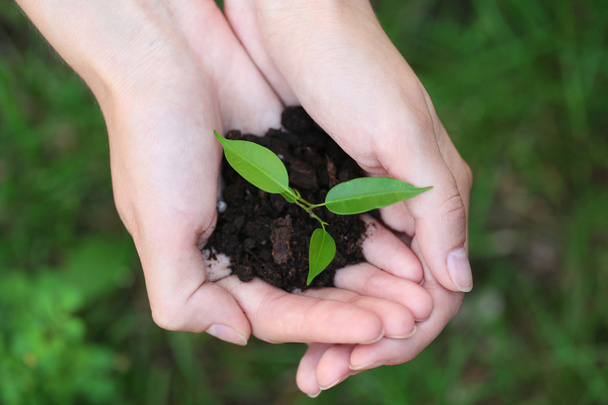 Plant and soil in female hands over green grass, closeup - Fotó, kép
