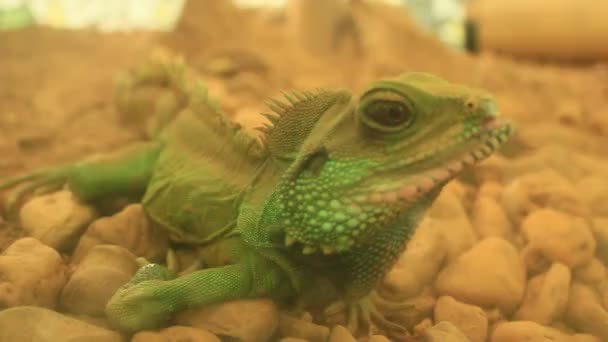 lizard in the garden - Filmmaterial, Video