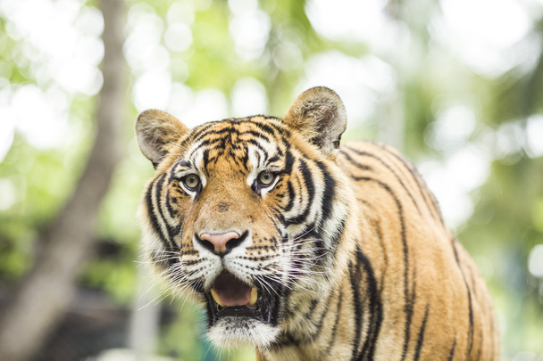 Primer plano Tigre en la selva el animal peligro
. - Foto, Imagen