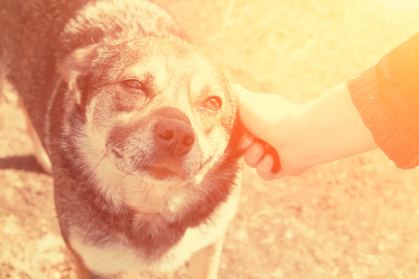 Vrouwelijke hand aaien hond - Foto, afbeelding