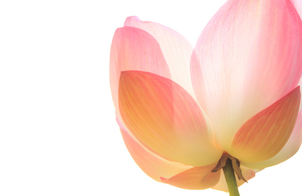 gros plan de lotus rose isolé sur blanc
  - Photo, image