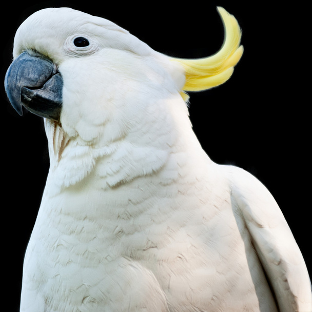 Cockatoo Isolated - Photo, Image