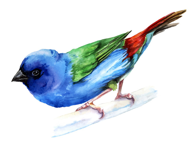 Forbes finch, watercolor painting - Vector, Image