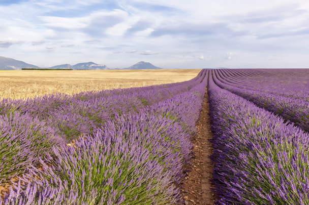 zwei Drittel Lavendel und Weizen - Foto, Bild