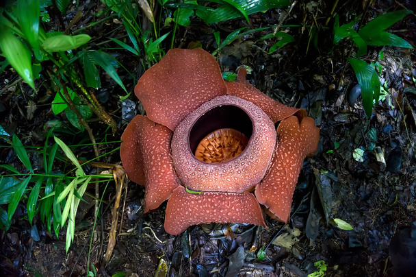 Rafflesia - Fotoğraf, Görsel