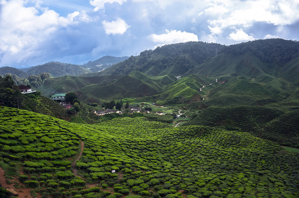 çay tarlaları - Fotoğraf, Görsel