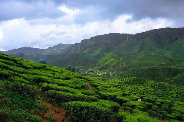 tea plantations - Photo, Image