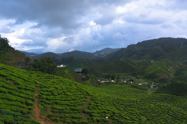 Чайные плантации
 - Фото, изображение
