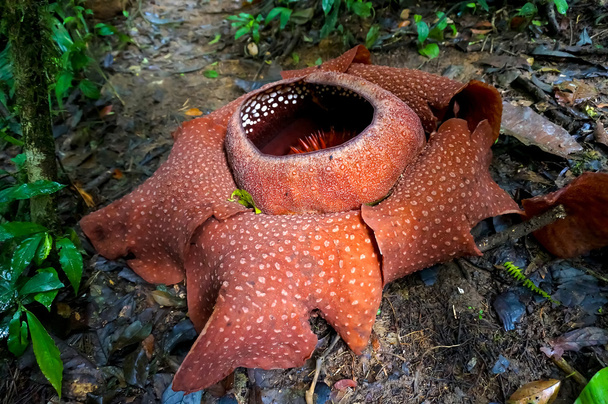 Rafflesia
 - Foto, Imagem