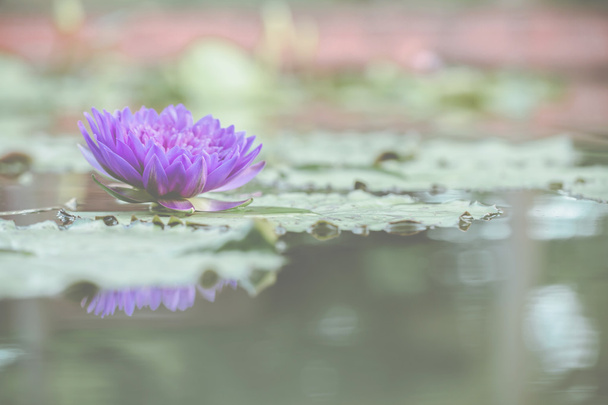 Beautiful lotus flower in nature background  - Foto, Imagen