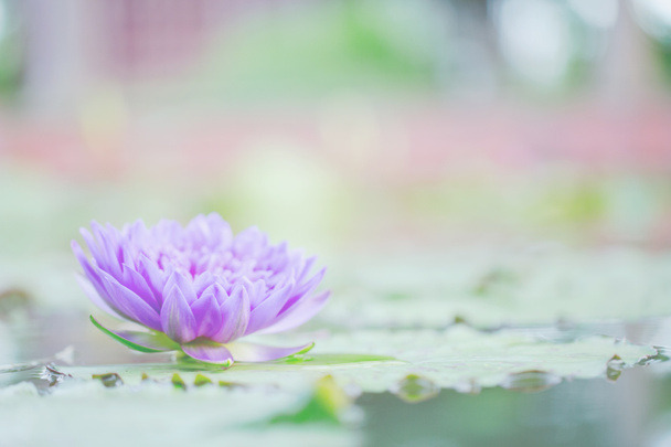 Красивый цветок лотоса на природе
  - Фото, изображение