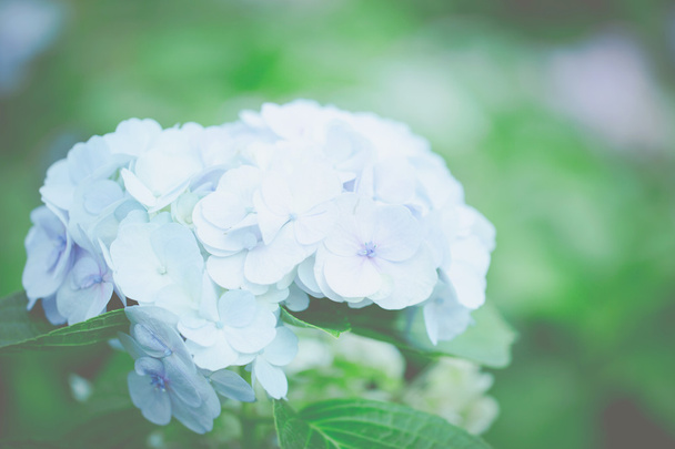 Fleur d'hortensia
 - Photo, image