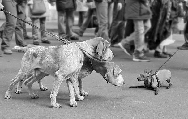 Dogs on the leash. - Photo, Image