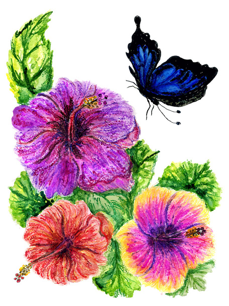 Maalattu Hibiscus
 - Vektori, kuva
