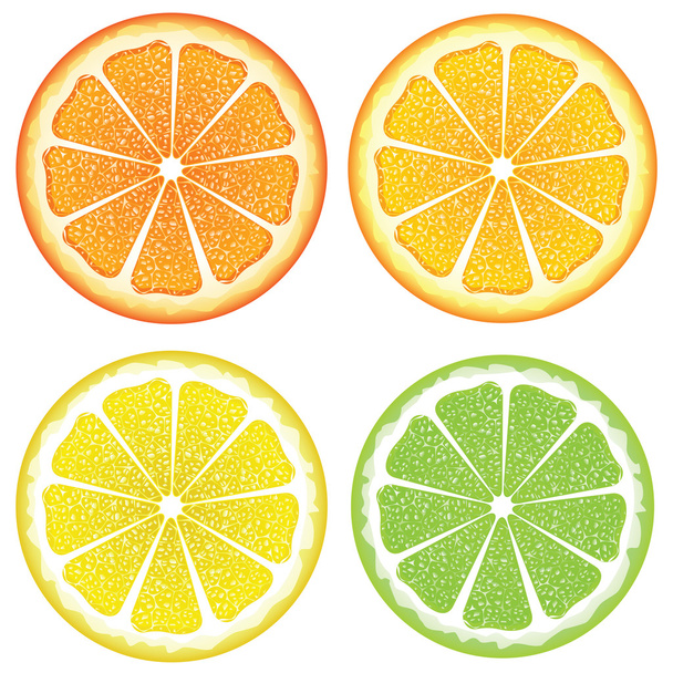 さまざまな柑橘類のスライス - ベクター画像