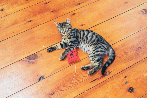 Gato listrado cinza bonito
 - Foto, Imagem