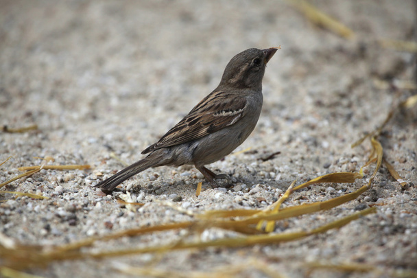 Female house sparrow - Fotografie, Obrázek