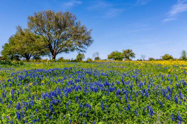 有名なテキサス ブルーボ ネットで覆われた美しいフィールドの広い視野. - 写真・画像