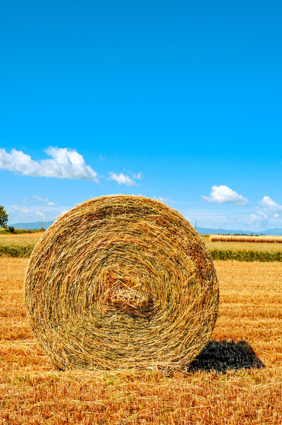 round straw bale in a crop field in Spain after harvesting - Fotó, kép