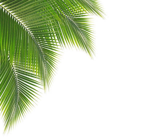 Green coconut leaf frame - Photo, Image