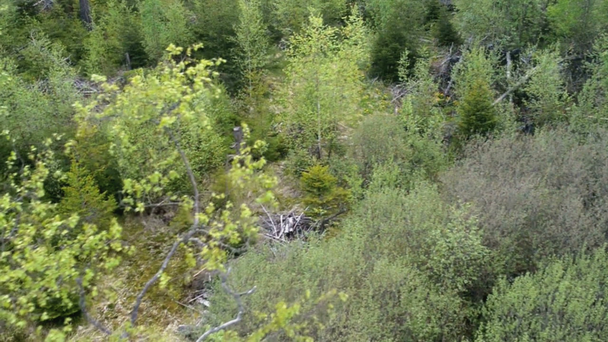 Vista dall'alto di una foresta mista
 - Filmati, video