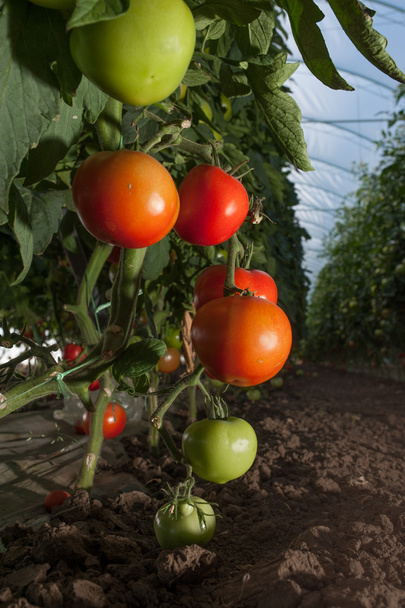 tomates 9
 - Foto, Imagen