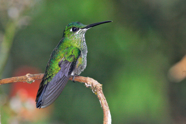 Little hummingbird with colorful feathers - Φωτογραφία, εικόνα