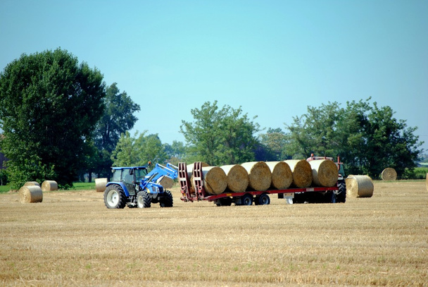 Трактори завантажують тюки сіна на сільськогосподарські угіддя
 - Фото, зображення