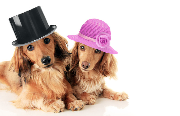 Dachshunds couple wearing hat.  - Фото, зображення