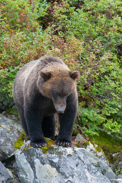bámult grizzly medve - Fotó, kép