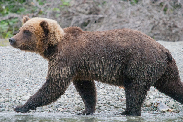 walking grizzly - Photo, Image