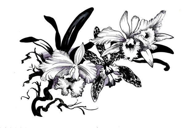 sketch with orchid flowers - Fotografie, Obrázek