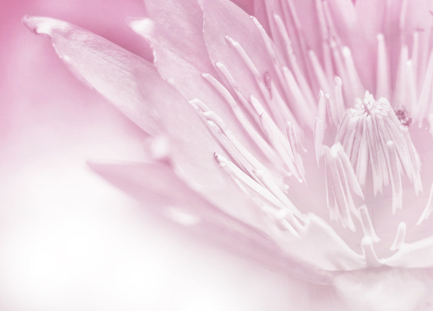leuchtende Nahaufnahme Blütenlotus in Retro-Rosa. - Foto, Bild
