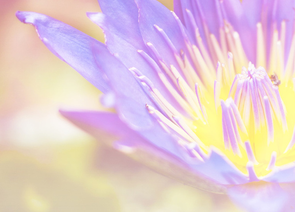 Jasne świecące z bliska bloosom niebieski Lotos  - Zdjęcie, obraz