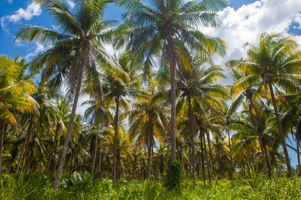 palmen - Foto, afbeelding