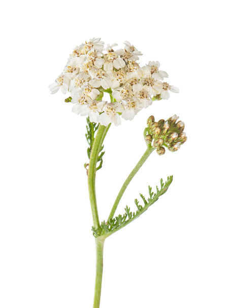 Yarrow (Achillea millefolium) on a white background close-up. - Фото, изображение