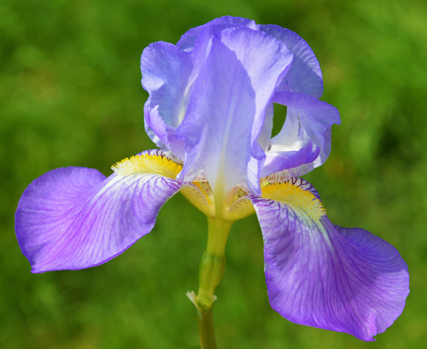 Iris flower - Photo, Image