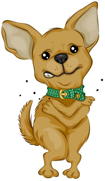 Chihuahua rayer - Photo, image