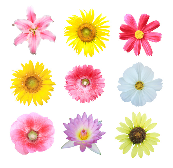 Kleurrijke bloemen geïsoleerde collectie - Foto, afbeelding