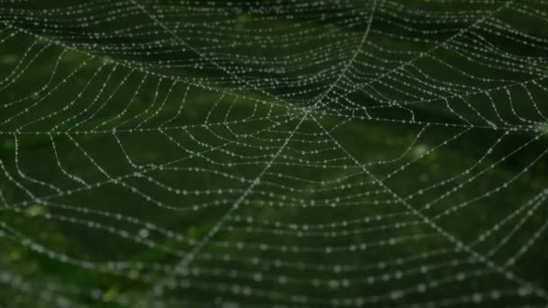 Ochtenddauw op een spinnenweb. animatie - Video