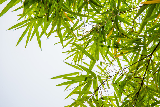 bamboo leaves and white background of sky. - Photo, Image