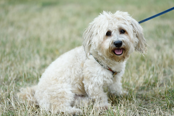Bichon bolognese cão em geen
 - Foto, Imagem