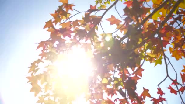 Ακτίνες του ήλιου που λάμπει μέσα από το φύλλο σφενδάμνου - Πλάνα, βίντεο