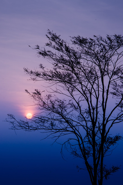 Sunrise in ochtend met Boom silhouet  - Foto, afbeelding