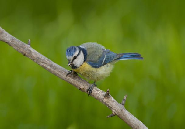 Синяя синица (Parus caeruleus
) - Фото, изображение