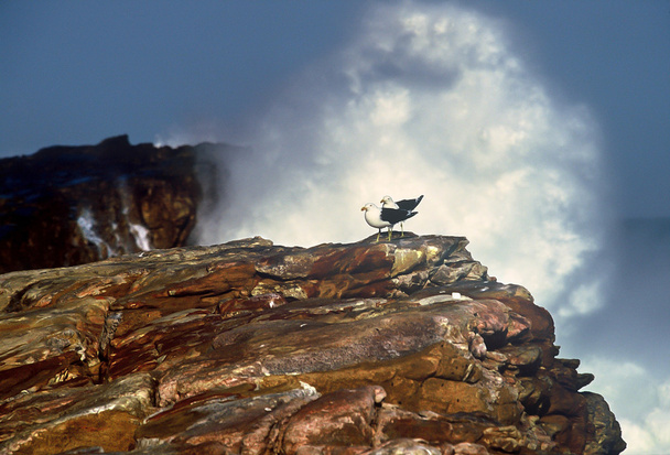 Две чайки сидят на берегу моря
 - Фото, изображение